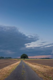 View along a country lane to a tree standing at the edge of a field in the evening light, Husum,