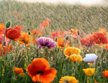 Colorful wildflowers bloom vibrantly under a gently falling rain, creating a serene natural scene