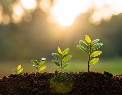 Growing Plant Sequence - a seedling grows progressively- metaphor for success or growth, AI