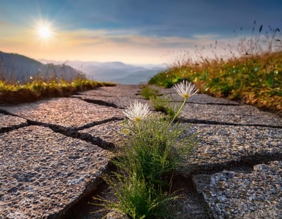 Bright yellow flower emerges through a crack in the road surrounded by warm sunset lighting,