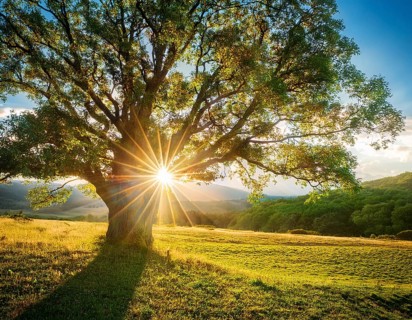 An awe-inspiring scene showcasing the sun's rays bursting through a solitary tree, illuminating a