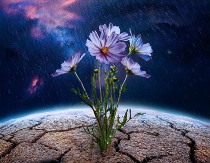 Flower grows from cracked earth under a rainfall, embodying resilience, hope, and renewal amidst