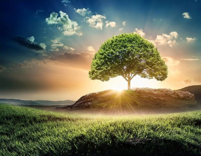 Ecology and Environment concept. Environment Earth Day In the hands of trees growing seedlings,