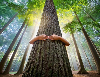 A pair of hands hugs a tree trunk in a sunlit forest, representing care for nature, environmental