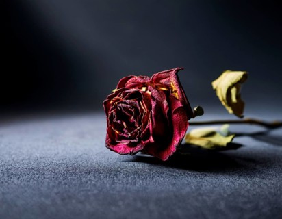 Withered Red Rose on Dark Background with Moody Lighting, AI generated