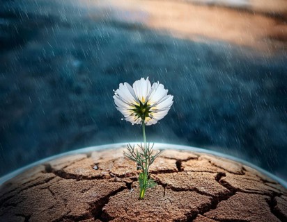 Flower grows from cracked earth under a rainfall, embodying resilience, hope, and renewal amidst