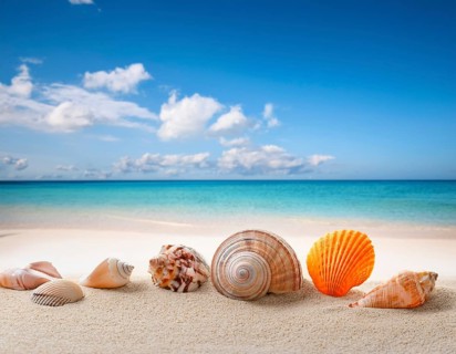 Composition with beach water, sand, starfish and seashells. Summer vacations concept, AI generated