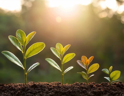 Growing Plant Sequence - a seedling grows progressively- metaphor for success or growth, AI