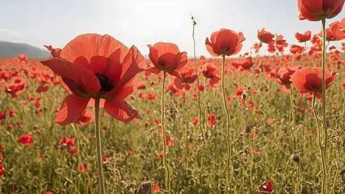 Poppy field wall art print featuring a blooming landscape, celebrating natural beauty, harmony, and