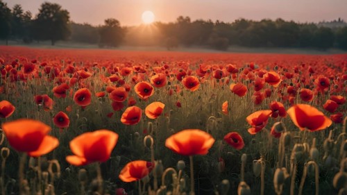 Poppy field wall art print featuring a blooming landscape, celebrating natural beauty, harmony, and