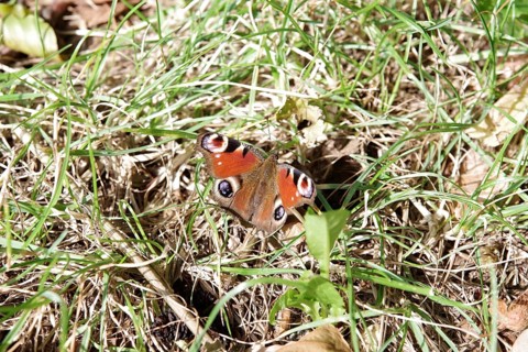 Peacock butterfly (Aglais io), butterfly, open wings, colourful, autumn, forest floor, Germany, The