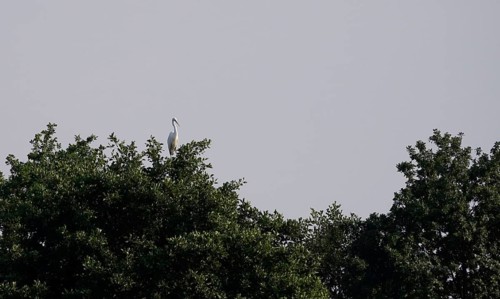Lusatian pond landscape, great white egret, evening mood, summer, Saxony, Germany