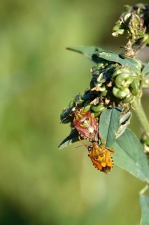 Bug, Summer, Germany