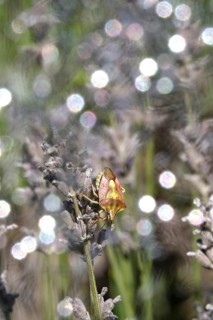 Bug, Summer, Germany
