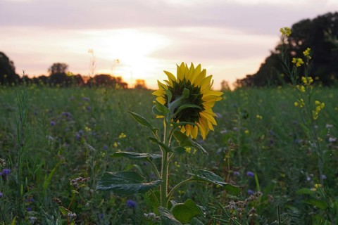 Sunflower (Helianthus annuus), yellow, meadow, blossom, beauty, late summer, colours, Germany, A