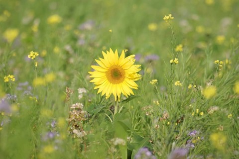 Sunflower (Helianthus annuus), yellow, meadow, blossom, beauty, late summer, Germany, A blooming