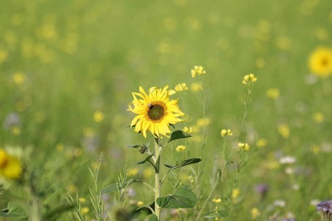Sunflower (Helianthus annuus), yellow, meadow, blossom, beauty, late summer, Germany, A blooming