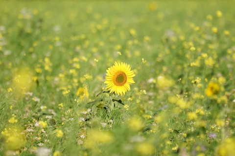Sunflower (Helianthus annuus), yellow, meadow, blossom, beauty, late summer, Germany, A blooming