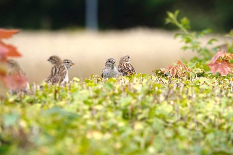 Sparrows in a garden hedge, summer, Germany