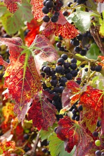 Grapes on the vine, autumn leaves, Germany