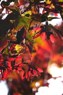 Fan maple, summer, Germany