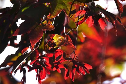 Fan maple, summer, Germany