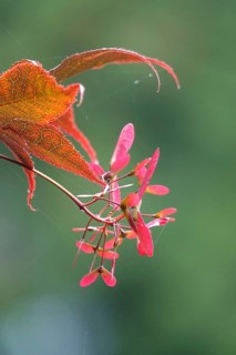 Fan maple, summer, Germany