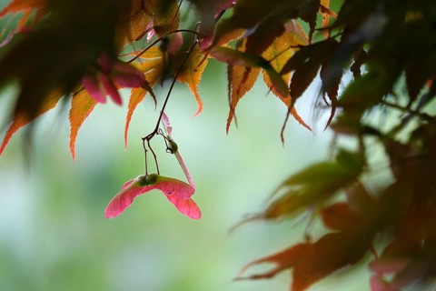 Fan maple, summer, Germany