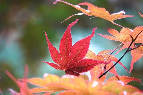 Fan maple, summer, Germany