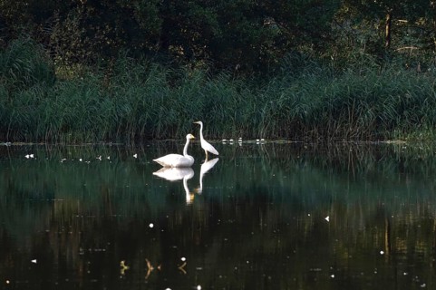 Great White Egret and Whooper Swan, Lusatian Pond Landscape, Summer, Saxony, Germany