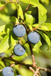 Blackthorn (Prunus spinosa), branch with ripe fruit, autumn, Wilnsdorf, North Rhine-Westphalia,