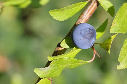 Blackthorn (Prunus spinosa), branch with ripe fruit, autumn, Wilnsdorf, North Rhine-Westphalia,