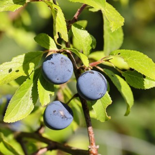 Blackthorn (Prunus spinosa), branch with ripe fruit, autumn, Wilnsdorf, North Rhine-Westphalia,