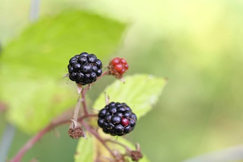 Blackberries (Rubus fruticosus), ripe fruit on a bush in a forest, Wilnsdorf, North