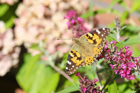 Thistle butterfly (Vanessa cardui) on a Buddleja davidii flower, Wilnsdorf, North Rhine-Westphalia,