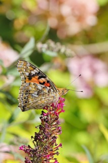 Thistle butterfly (Vanessa cardui) on a Buddleja davidii flower, wings closed, underside of wings,