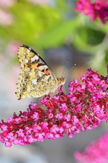 Thistle butterfly (Vanessa cardui) on a Buddleja davidii flower, wings closed, underside of wings,