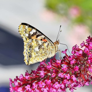 Thistle butterfly (Vanessa cardui) on a Buddleja davidii flower, wings closed, underside of wings,