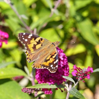 Thistle butterfly (Vanessa cardui) on a Buddleja davidii flower, Wilnsdorf, North Rhine-Westphalia,
