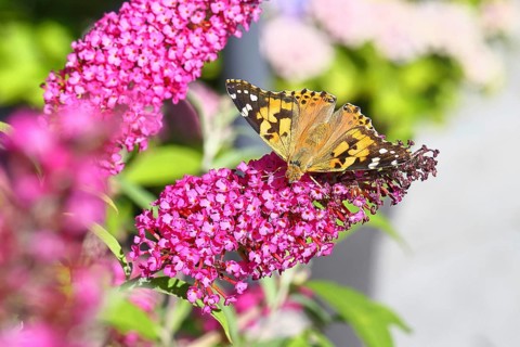 Thistle butterfly (Vanessa cardui) on a Buddleja davidii flower, Wilnsdorf, North Rhine-Westphalia,