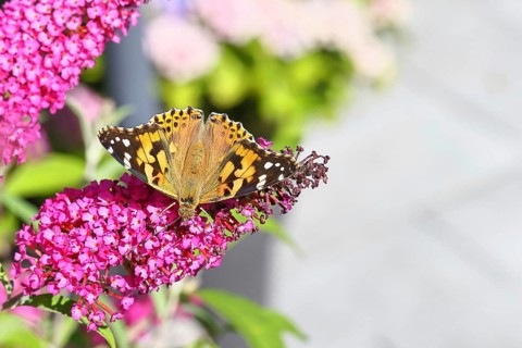 Thistle butterfly (Vanessa cardui) on a Buddleja davidii flower, Wilnsdorf, North Rhine-Westphalia,
