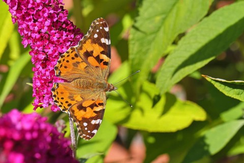 Thistle butterfly (Vanessa cardui) on a Buddleja davidii flower, Wilnsdorf, North Rhine-Westphalia,
