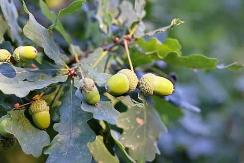 Acorns and leaves of the English oak (Quercus robur), autumn, Wilnsdorf, North Rhine-Westphalia,