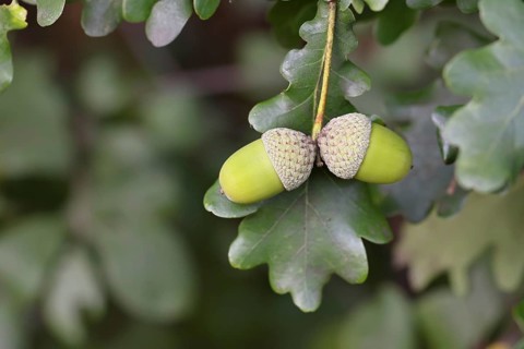 Acorns and leaves of the English oak (Quercus robur), autumn, Wilnsdorf, North Rhine-Westphalia,