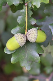 Acorns and leaves of the English oak (Quercus robur), autumn, Wilnsdorf, North Rhine-Westphalia,