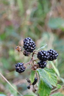Blackberries (Rubus fruticosus), ripe fruit on a bush in a forest, Wilnsdorf, North