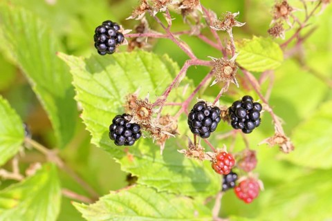 Blackberries (Rubus fruticosus), ripe fruit on a bush in a forest, Wilnsdorf, North