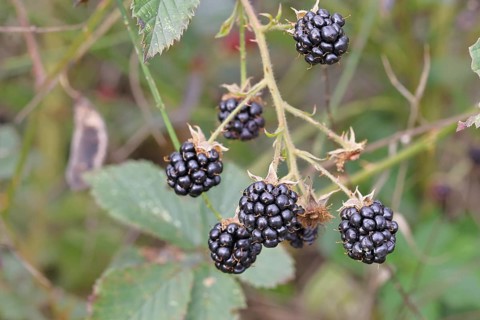 Blackberries (Rubus fruticosus), ripe fruit on a bush in a forest, Wilnsdorf, North