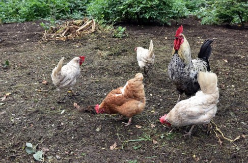 Domestic cock, rooster (Gallus gallus domesticus) and hens, chickens foraging in a free-range