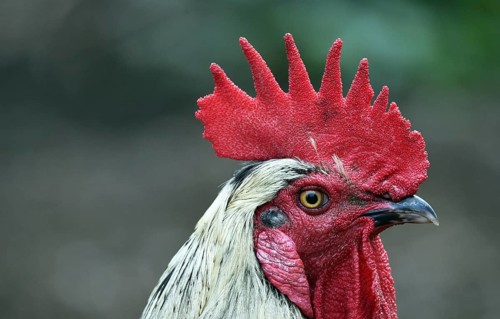 Rooster (Gallus gallus domesticus) in the outdoor enclosure